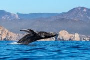 best whale watching in cabo, your cabo home, humberto escoto